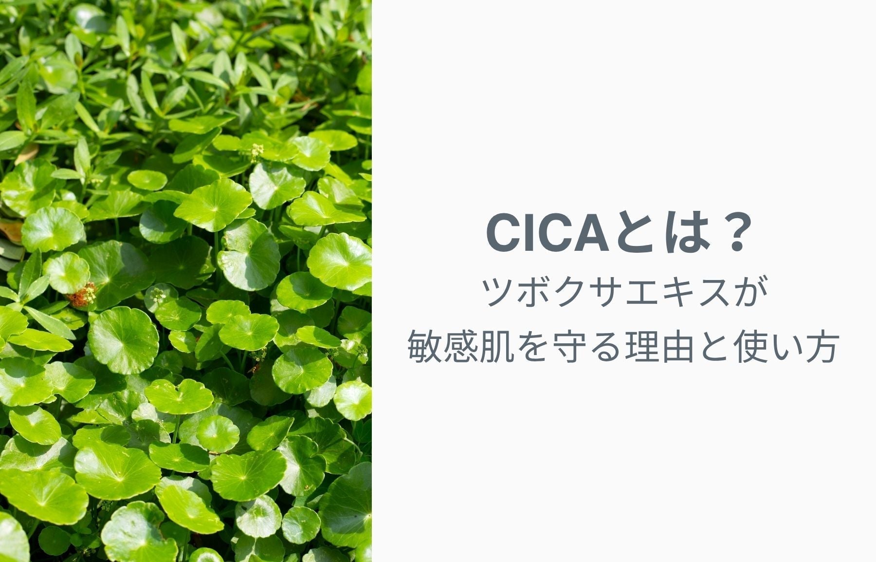 CICA（シカ）成分とは？ツボクサエキスが敏感肌を守る理由と使い方
